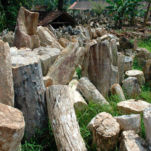 Sensationell: 20 Mio. Jahre altes Holz der tropischen Gattung Dipterocarpus.