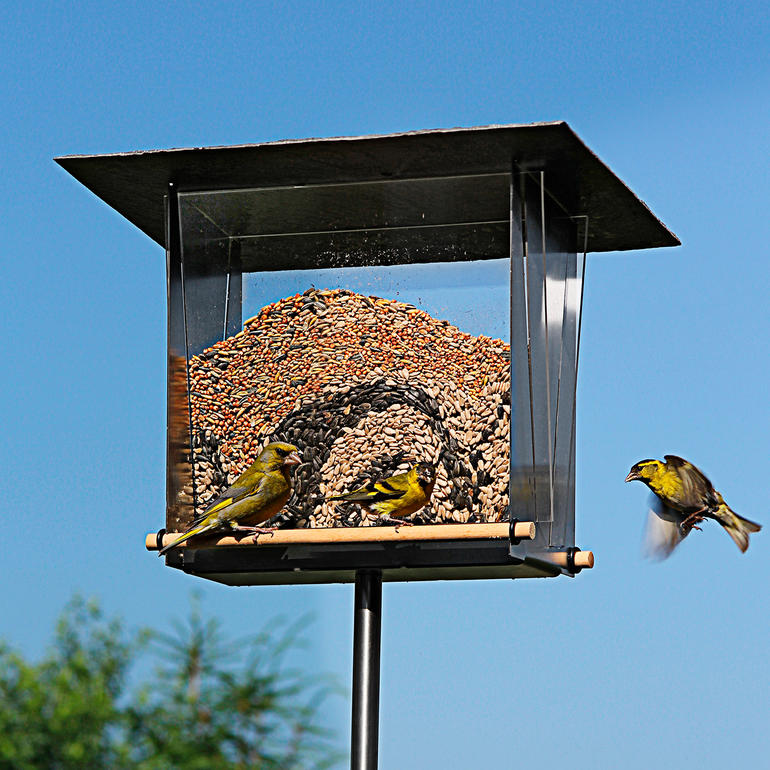 Vogelfutterhaus mit Sichtfenster und zwei Vögeln darauf