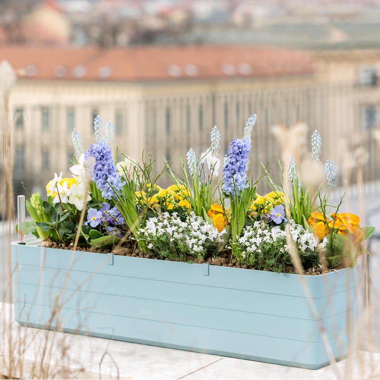 Graublau/Weiss Graublauer Design-Blumenkasten, gefüllt mit bunten Frühlingsblumen auf einer Terrasse.
