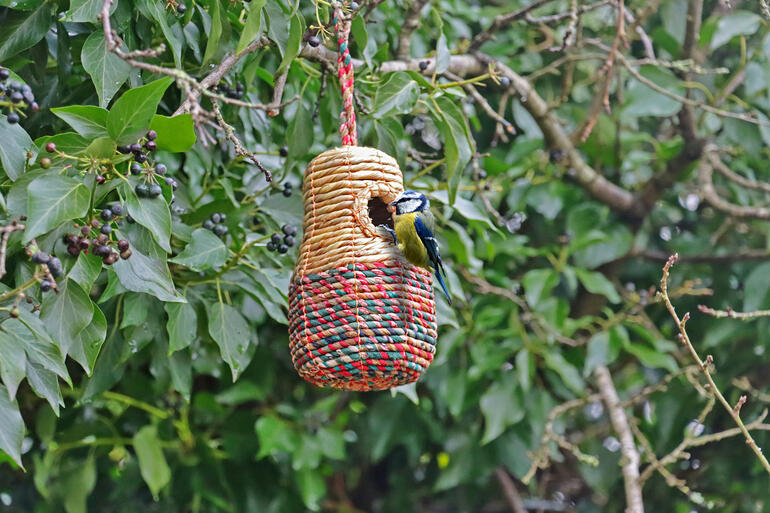 Glockenform Artisan Vogelnest in Glockenform, hängend an einem Baum mit einer Blaumeise