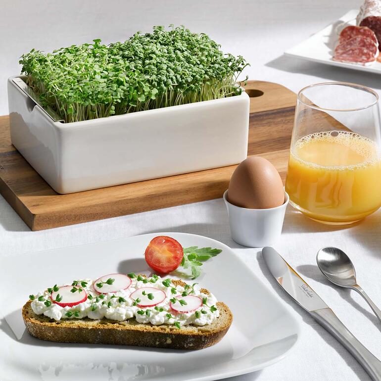 Microgreens Starter-Set mit frischen Mikrogemüse in der Küche
