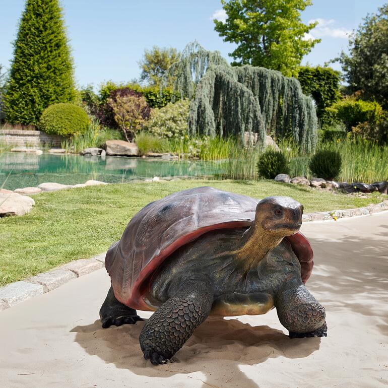 Galapagos-Schildkröte im Garten