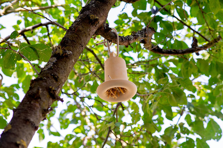 3-in-1 Insektenhaus hängt an einem Baum, umgeben von frischem Laub.