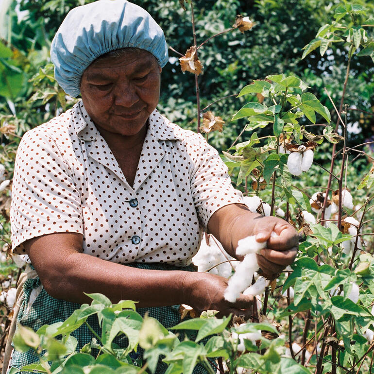 Bäuerin pflückt Baumwolle von Pflanzen.