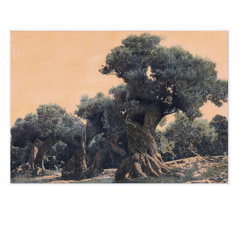 Ingo Wegerl  Der Olivenbaum | Kunst online kaufen