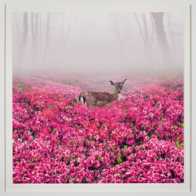 Reh in pinken Blumen auf nebligem Feld