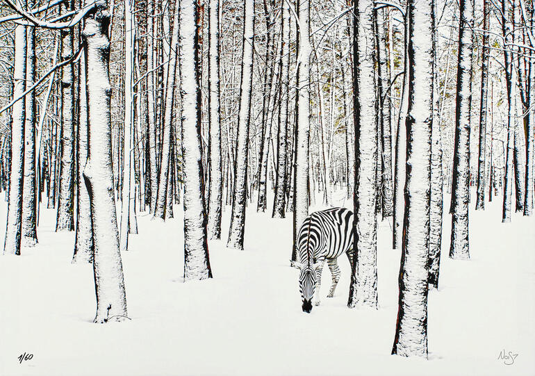 Zebra grast im verschneiten Wald, umgeben von schneebedeckten Bäumen.