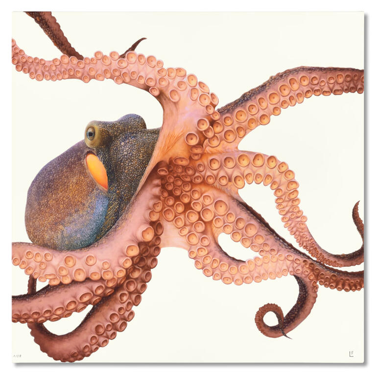 Detailaufnahme eines Kraken mit Tentakeln