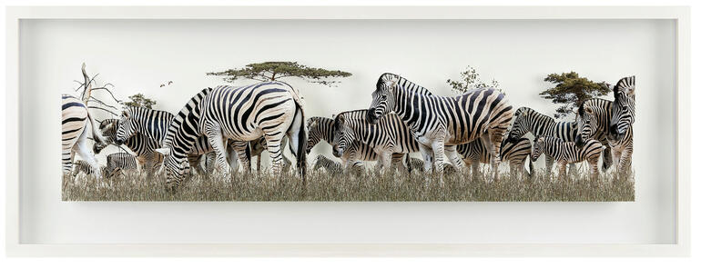 Mehrere Zebras grasen in einer savannenartigen Landschaft.