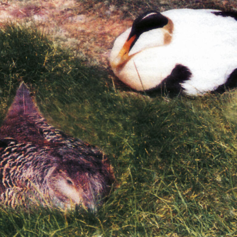 Hauchfeine Brustdaunen schützen die junge Eider-Ente optimal vor der eisigen Kälte. Zwei Eiderenten ruhen im Gras, eine sitzt und eine liegt.